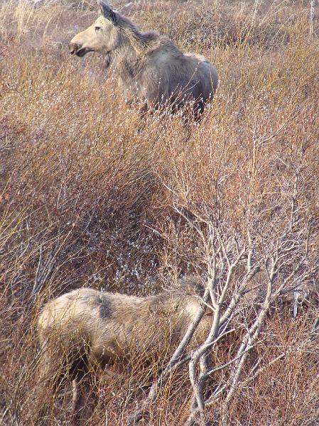 Alaska 2008 043.jpg